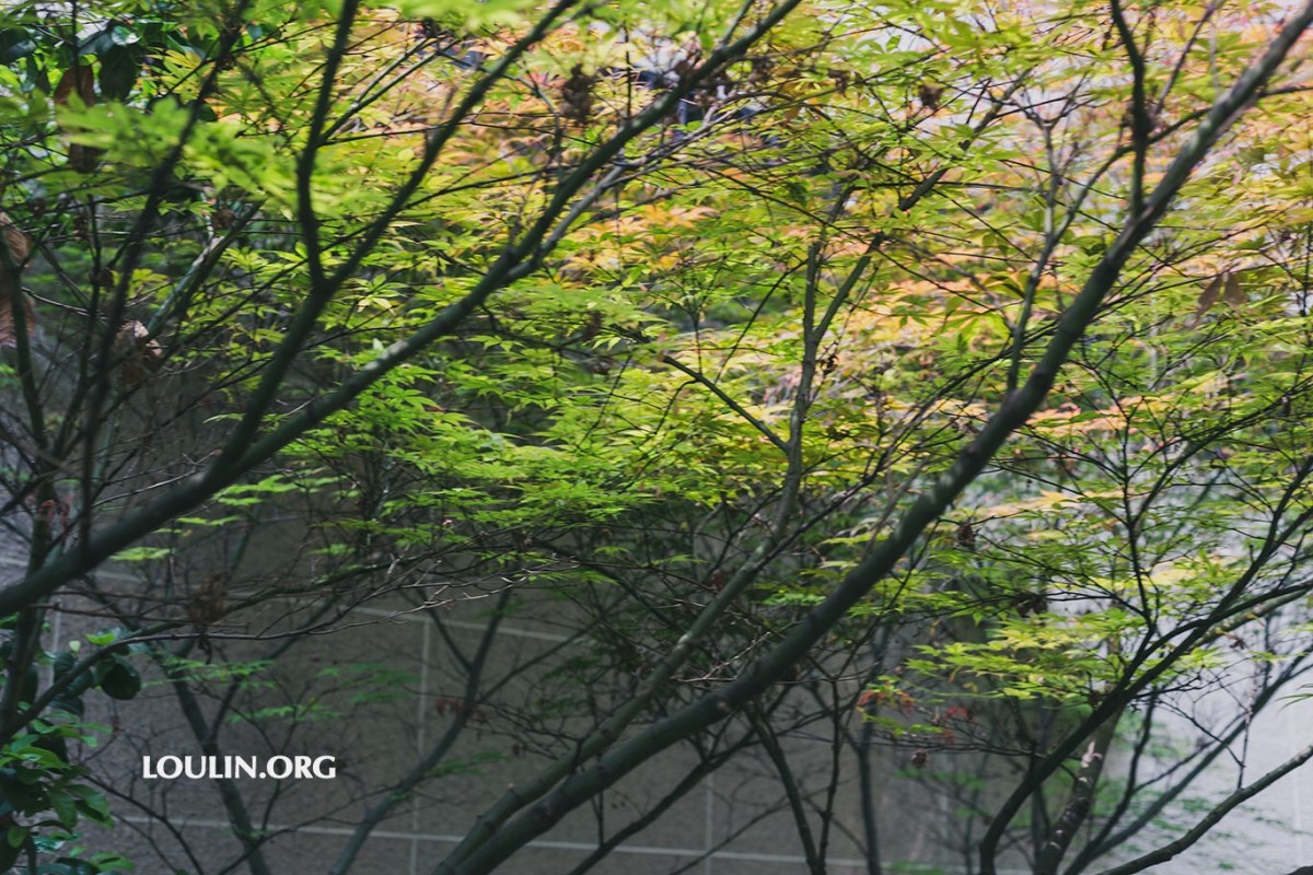 Reminiscing about Hong Kong, a&nbsp;Memorandum