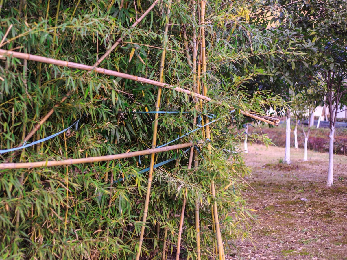 This Tranquility, Long&nbsp;Missed