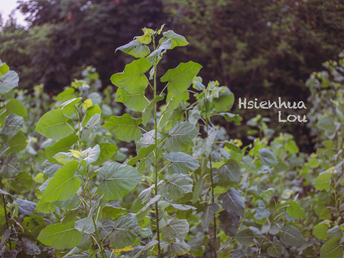 Traveling to Faraway Land, then, Farewell to&nbsp;It