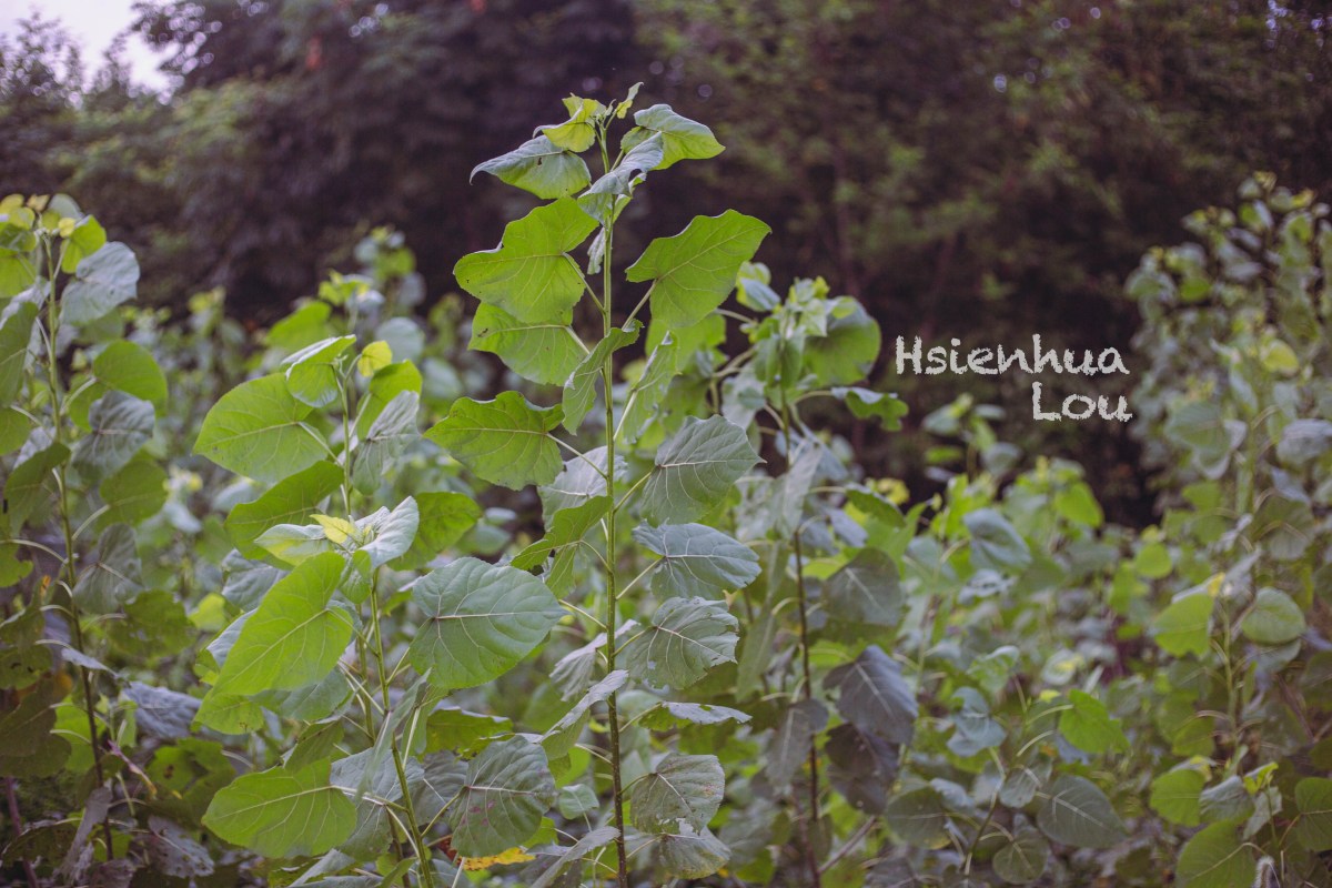 Traveling to Faraway Land, then, Farewell to&nbsp;It